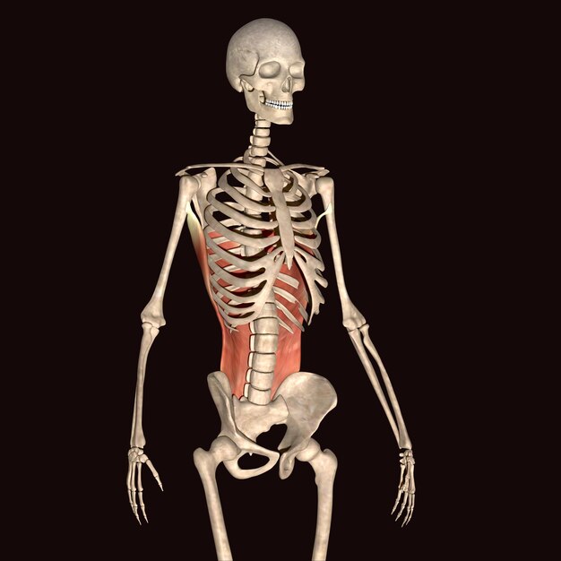 Foto ilustração 3d da anatomia oblíqua externa humana