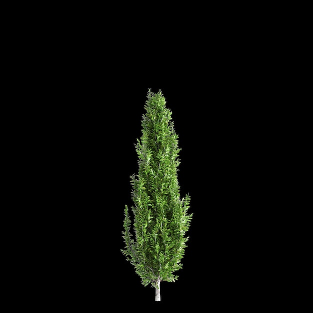 Foto ilustração 3d da árvore carpinus betulus isolada em fundo preto