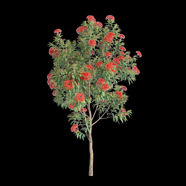 Ilustração 3d da árvore corymbia ficifolia isolada em fundo preto