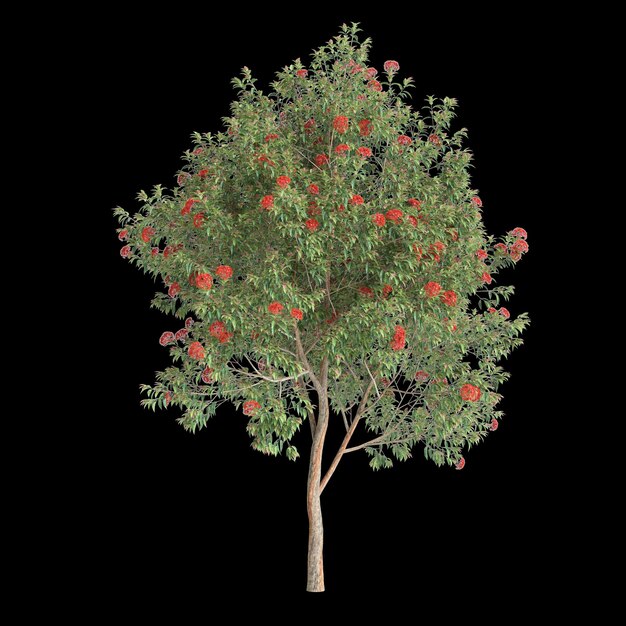 Foto ilustração 3d da árvore corymbia ficifolia isolada em fundo preto