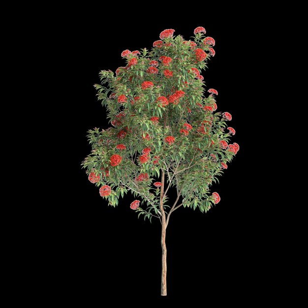 Ilustração 3d da árvore corymbia ficifolia isolada em fundo preto