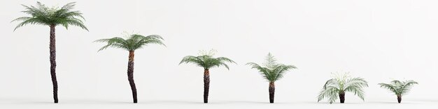 ilustração 3D da árvore de Cyathea isolada no fundo branco