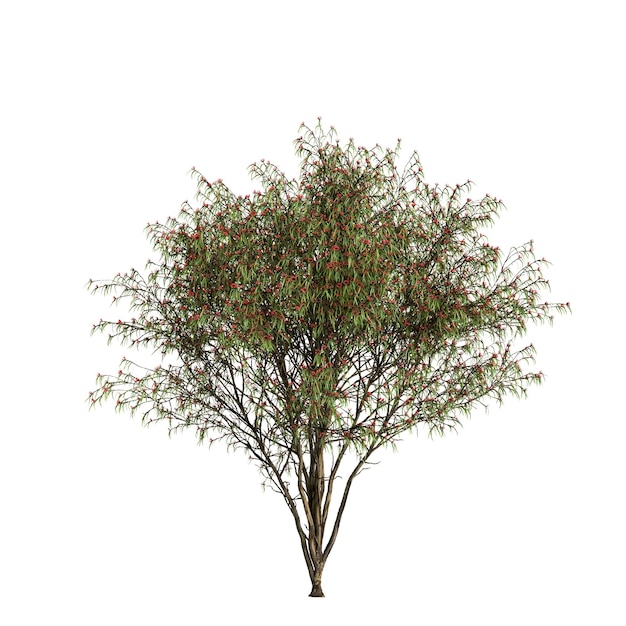 ilustração 3D da árvore de eucalipto leucoxylon isolada no fundo branco