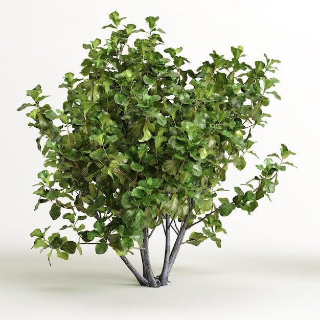 ilustração 3D da árvore de ficus isolada no fundo branco