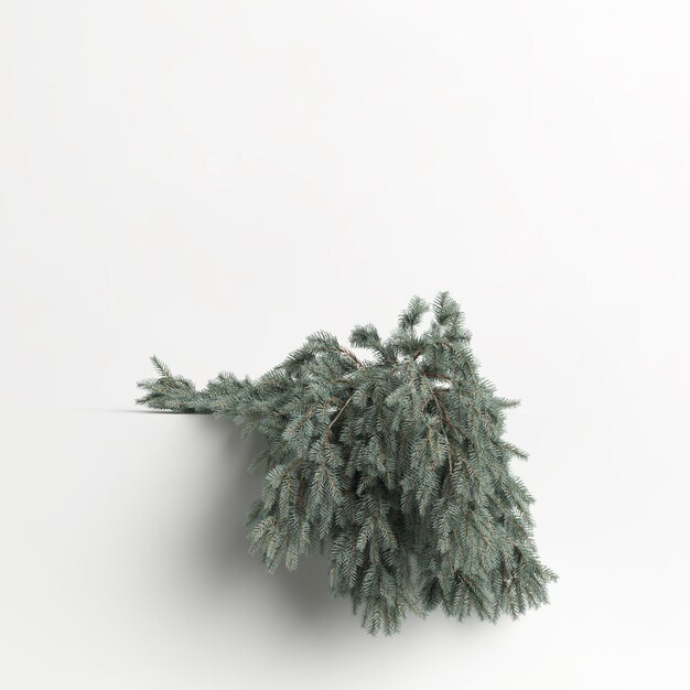 ilustração 3D da árvore de picea pungens glauca procumbens isolada no fundo branco