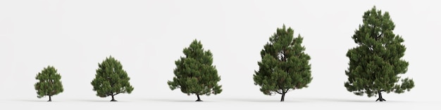 Ilustração 3d da árvore de pinus sylvestris isolada no fundo branco