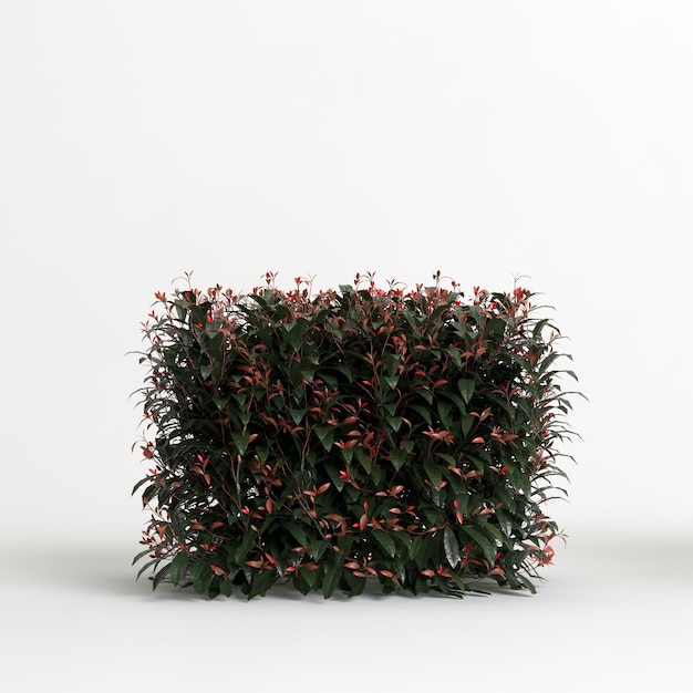 Ilustração 3d da árvore de robin vermelho photinia x fraseri isolada no fundo branco