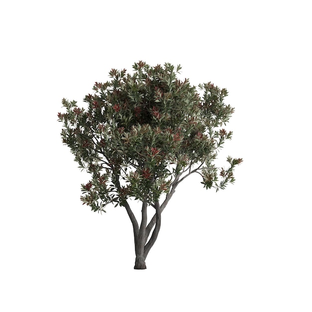 Foto ilustração 3d da árvore eriobotrya japonica isolada em fundo branco