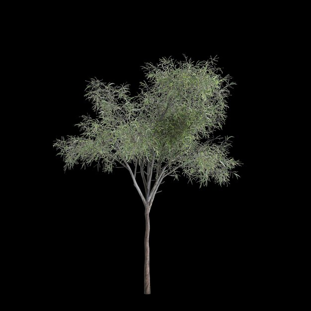 Foto ilustração 3d da árvore eucalyptus globulus isolada em fundo preto