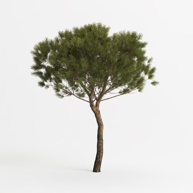 ilustração 3d da árvore pinus pinea média isolada no fundo branco