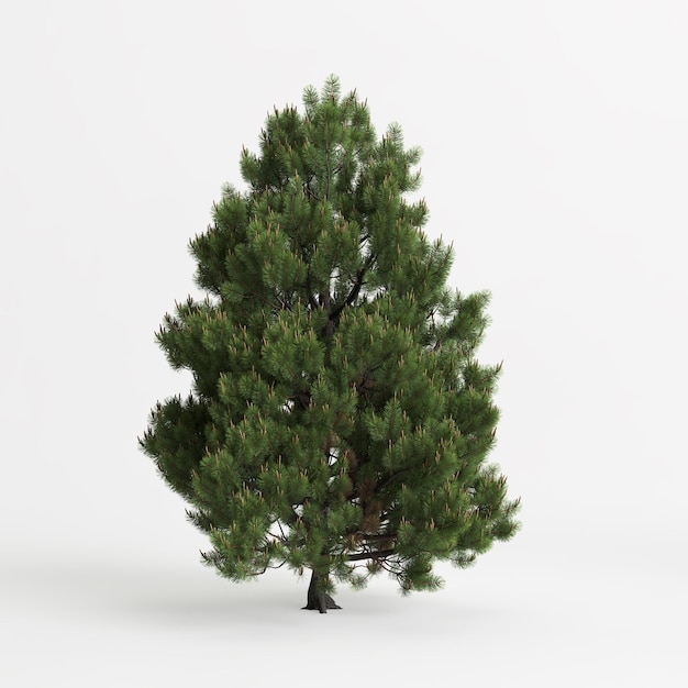 ilustração 3D da árvore pinus sylvestris isolada no fundo branco