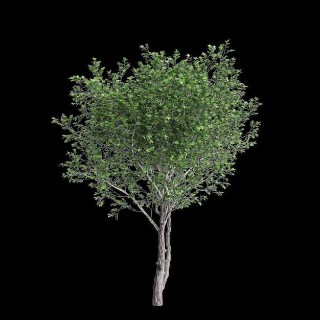 Foto ilustração 3d da árvore platanus acerifolia isolada em fundo preto