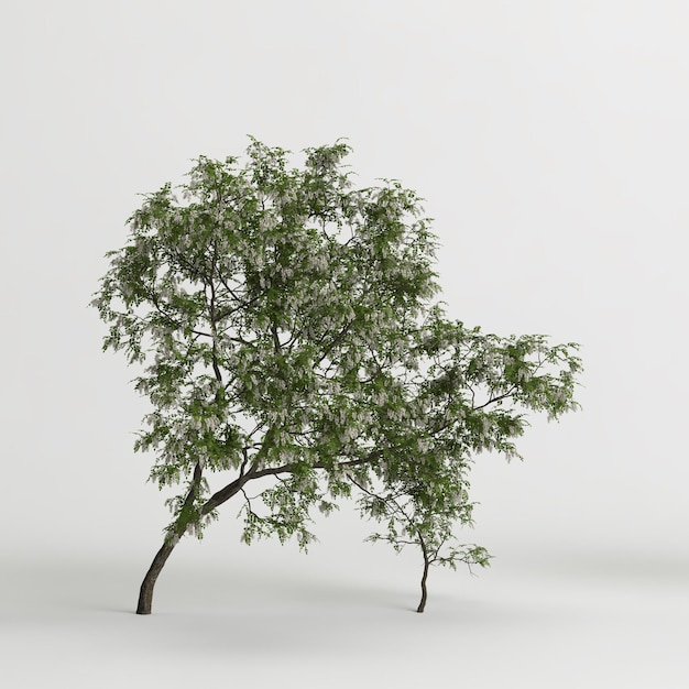 ilustração 3D da árvore robinia pseudoacacia isolada no fundo branco