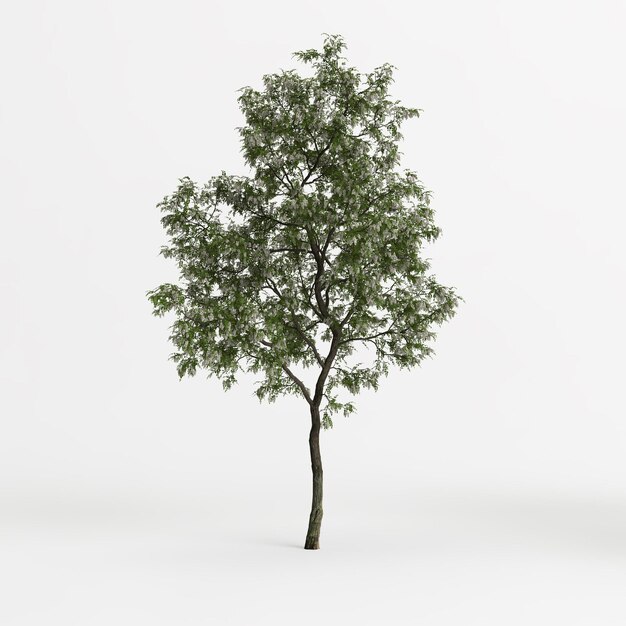 ilustração 3D da árvore robinia pseudoacacia isolada no fundo branco