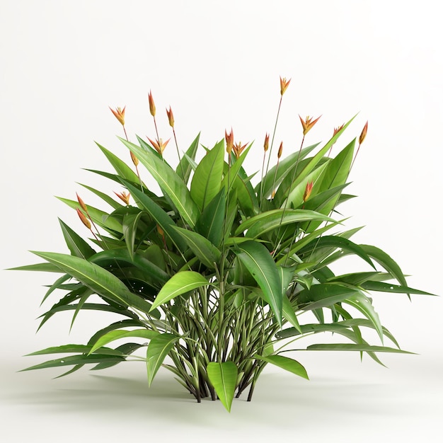 ilustração 3D da árvore strelitzia isolada no fundo branco