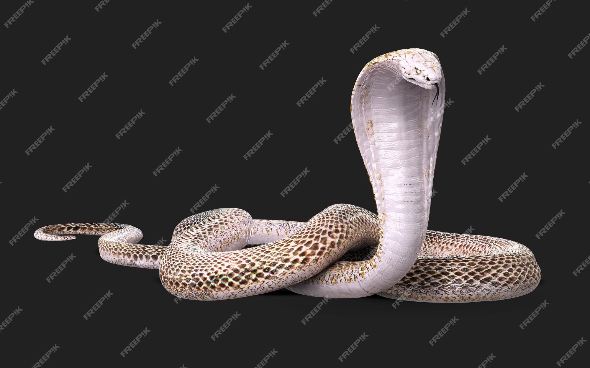 Cobra Da Serpente 3D Isolada Em Um Branco Ilustração Stock