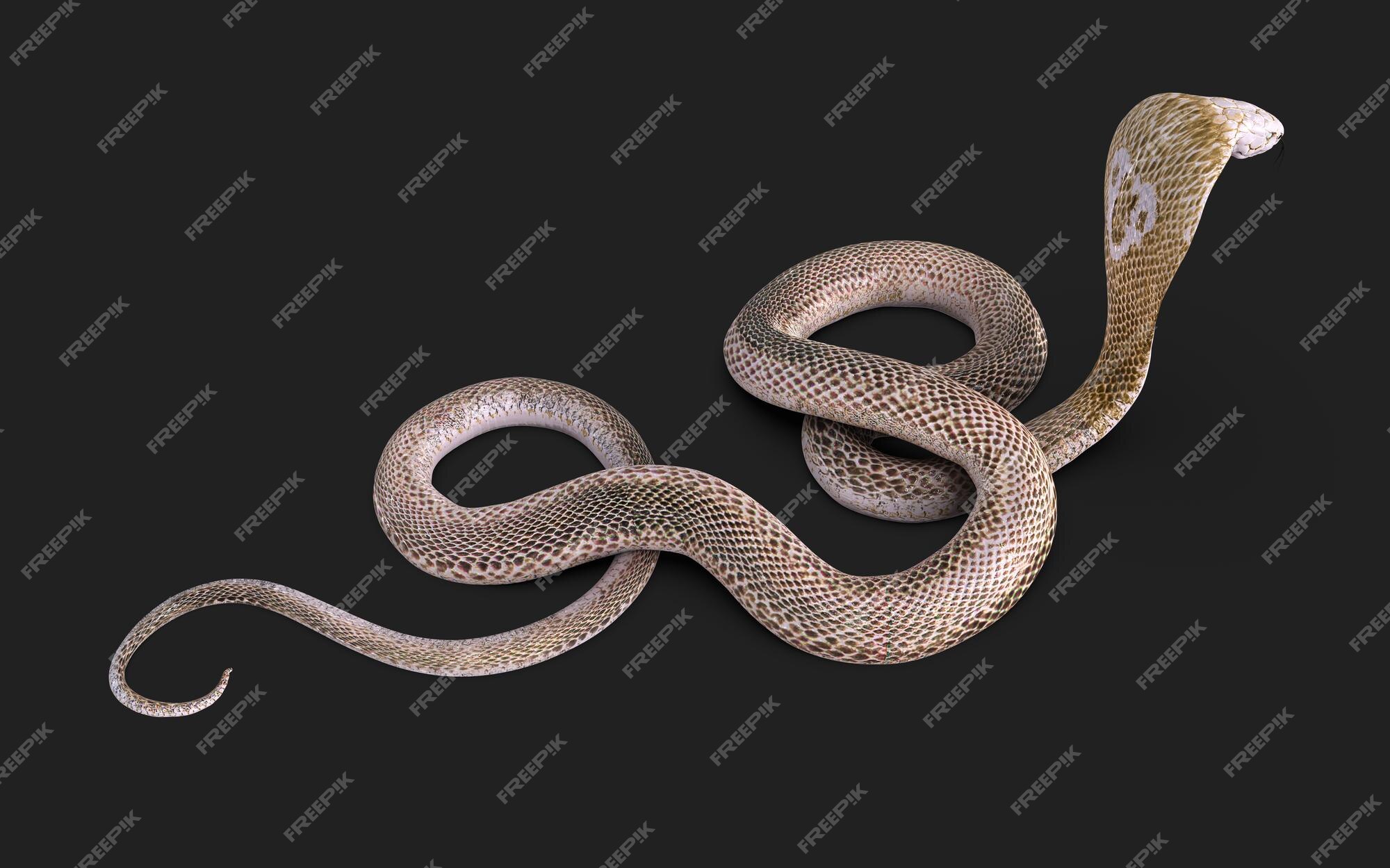 Cobra Da Serpente 3D Isolada Em Um Branco Ilustração Stock