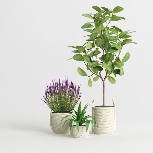 ilustração 3D da coleção de plantas decorativas isolada no fundo branco