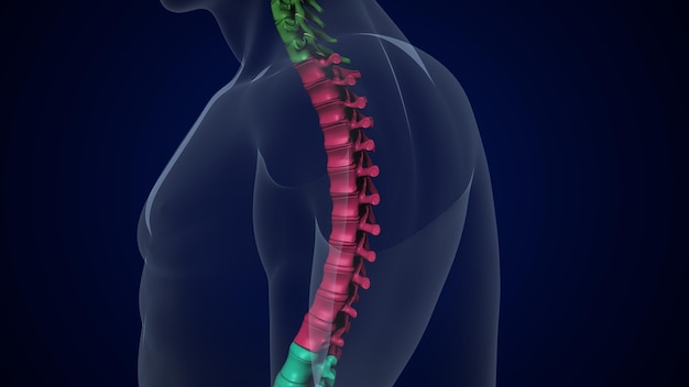 Ilustração 3d da Coluna Vertebral da Anatomia do Sistema Esquelético Humano