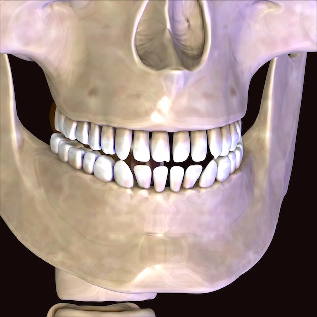 Ilustração 3D da face do esqueleto do corpo humano