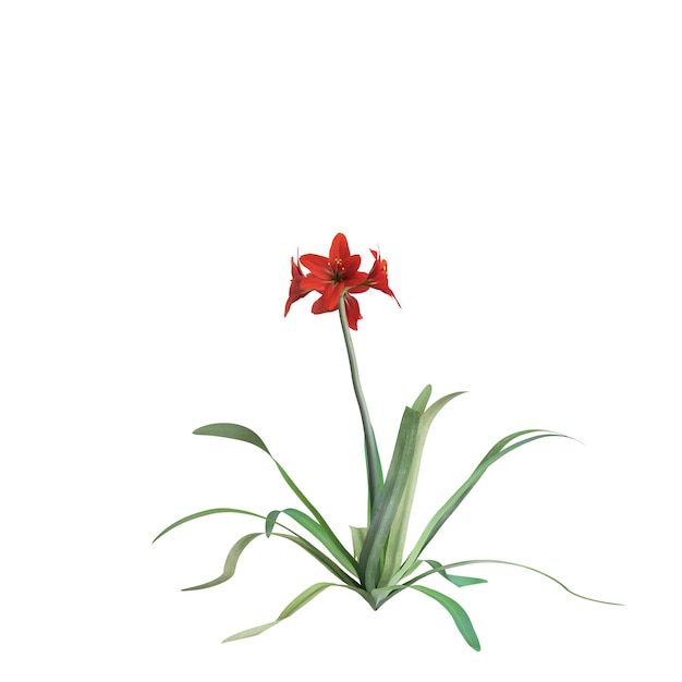 ilustração 3D da floração de Amaryllidaceae isolada no fundo branco