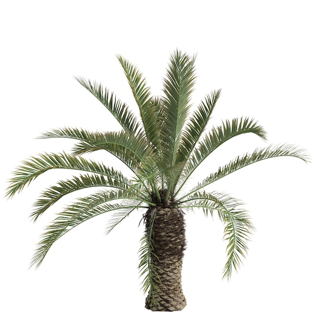 ilustração 3D da palma Phoenix canariensis isolada no fundo branco