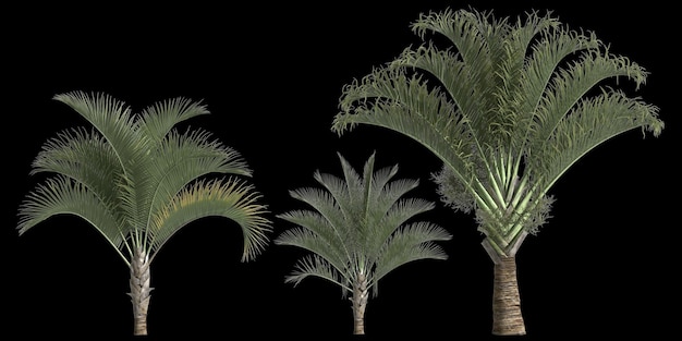 ilustração 3D da palma set dypsis decaryi isolada no fundo preto