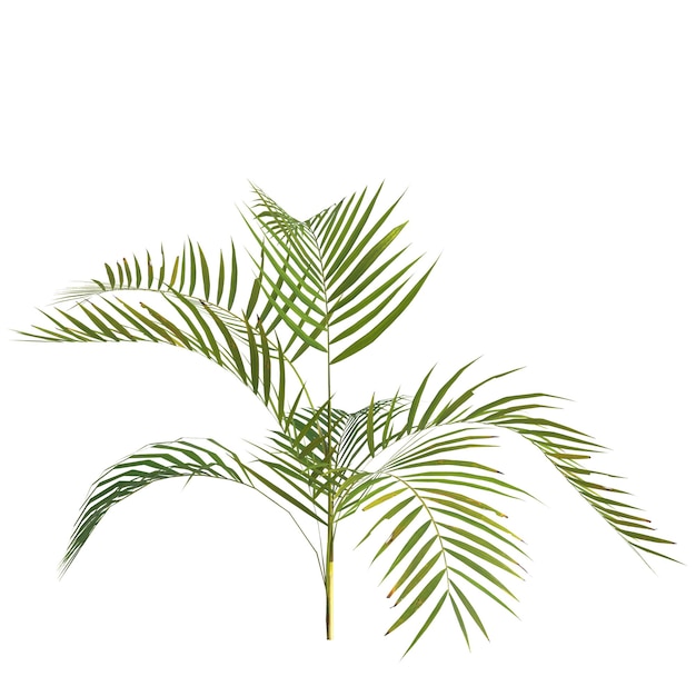 ilustração 3D da palmeira areca isolada no fundo branco