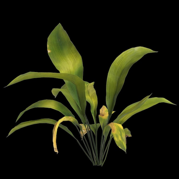 ilustração 3D da planta aspidistra elatior isolada no fundo preto