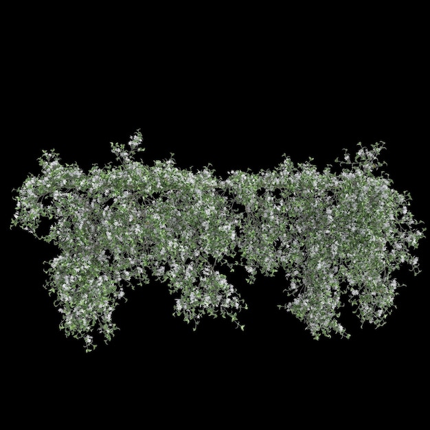 ilustração 3D da planta de hera isolada no fundo preto