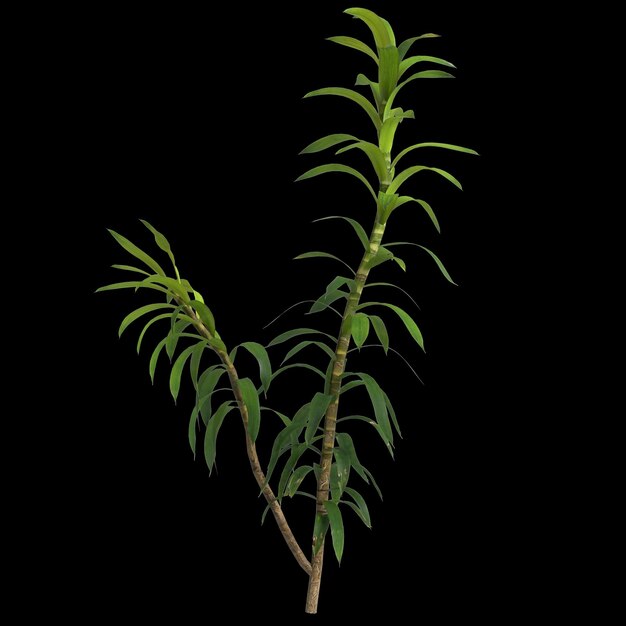 Foto ilustração 3d da planta dracaena reflexa isolada no fundo preto