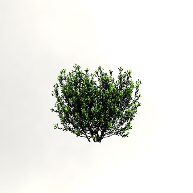 ilustração 3D de arbusto com flores isoladas no fundo branco