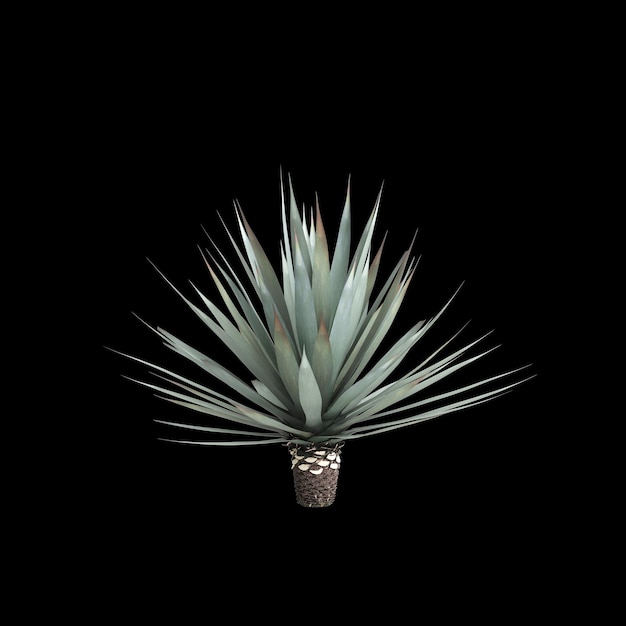 Foto ilustração 3d de arbusto de agave tequilana isolado em fundo preto