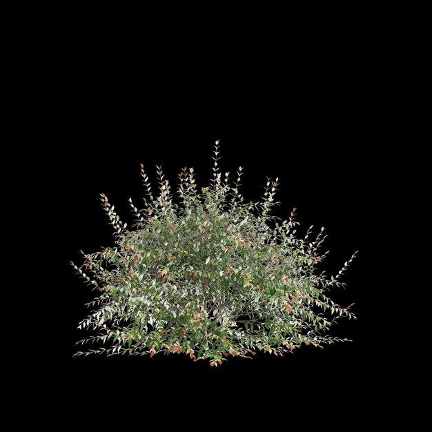 Foto ilustração 3d de arbusto de austromyrtus dulcis isolado em fundo preto