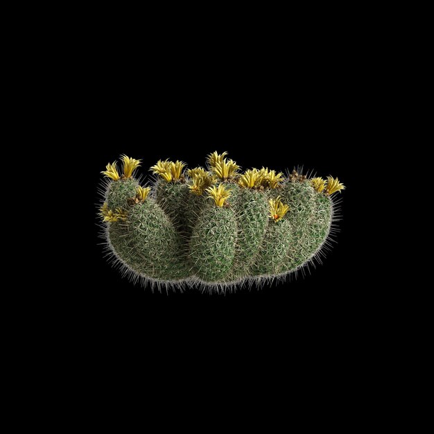 Ilustração 3D de arbusto de Coryphantha echinus isolado em fundo preto