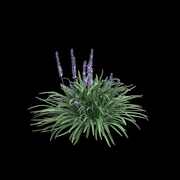 Foto ilustração 3d de arbusto de liriope spicata isolado em fundo preto