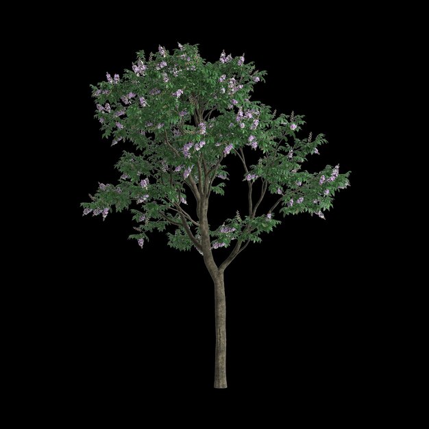 Ilustração 3d de árvore Lagerstroemia speciosa isolada em fundo branco