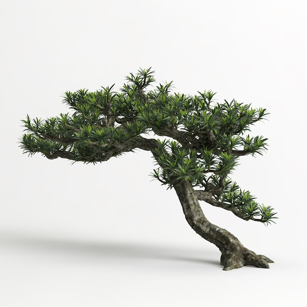 ilustração 3D de bonsai de Podocarpus macrophyllus isolado em branco e sua máscara