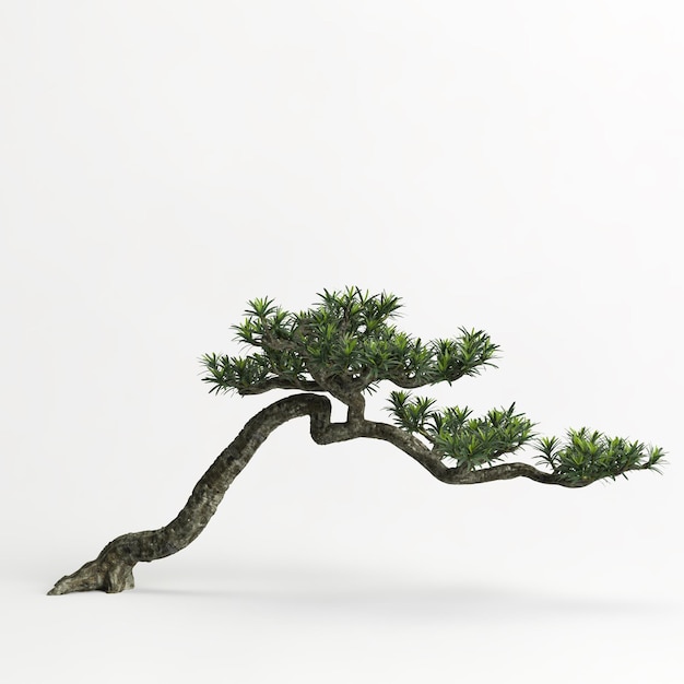 ilustração 3D de bonsai de Podocarpus macrophyllus isolado em branco e sua máscara