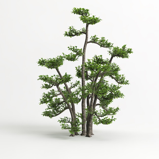 ilustração 3D de bonsai de Zanthoxylum piperitum isolado em branco e sua máscara