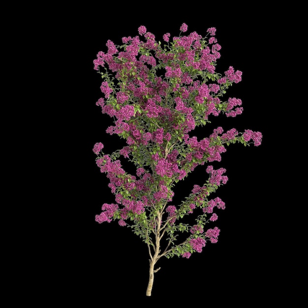 Ilustração 3d de Bougainvillea Spectabilis isolado em fundo preto