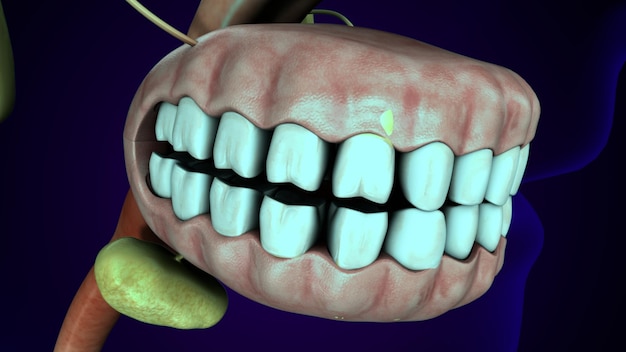 Ilustração 3d de dentes do corpo humano