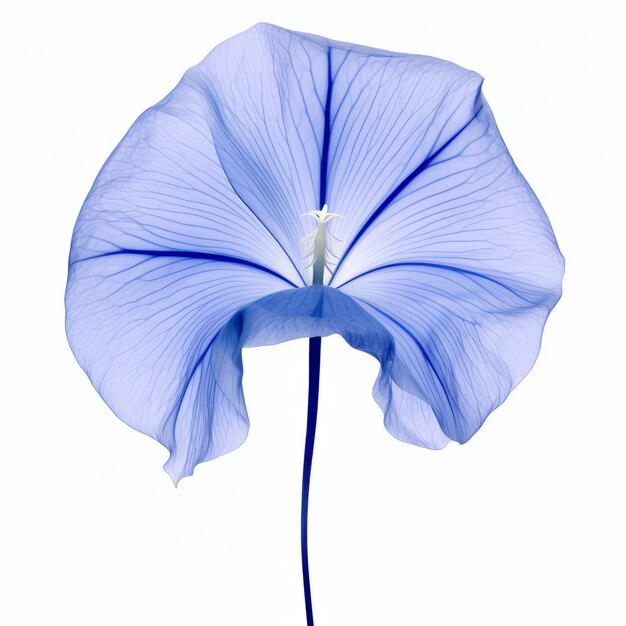 Ilustração 3d de flor azul delicada efêmera em fundo branco