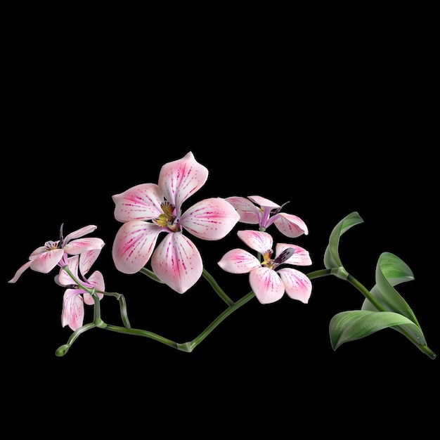 Ilustração 3d de flor e folha isolada em fundo preto