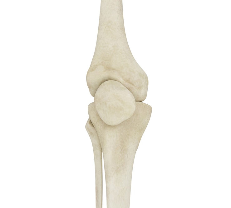 Foto ilustração 3d de ossos do joelho humano