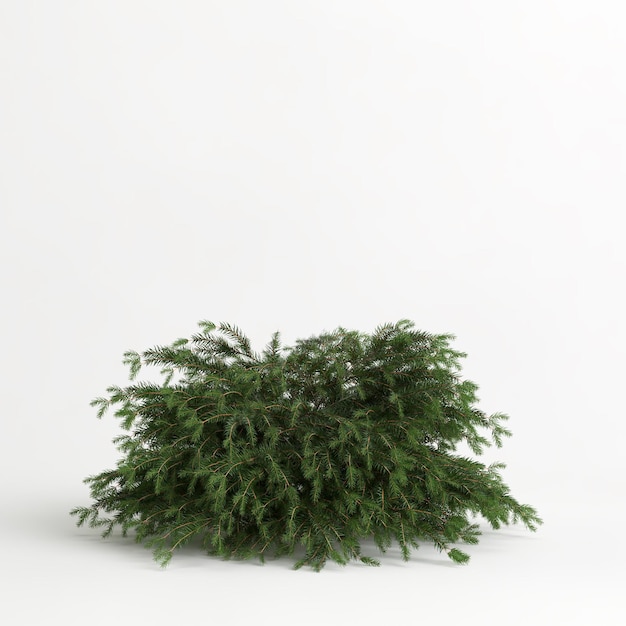 ilustração 3D de picea abies nidiformis isolada no fundo branco