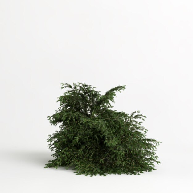 ilustração 3D de picea abies nidiformis isolada no fundo branco