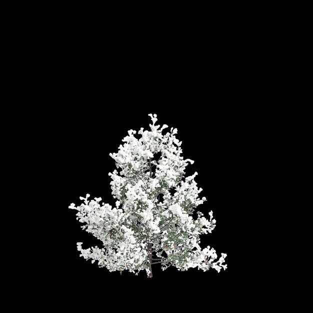 Foto ilustração 3d de pseudotsuga menziesii árvore coberta isolada em fundo preto