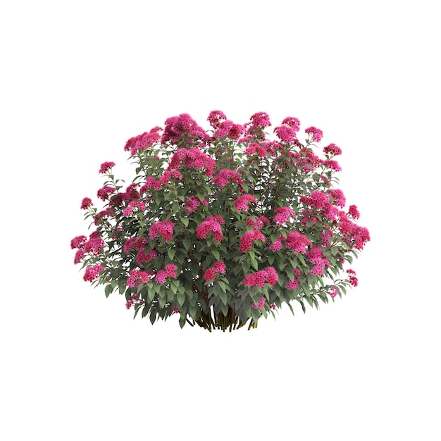 Ilustração 3d de spirea japonica isolada no fundo branco