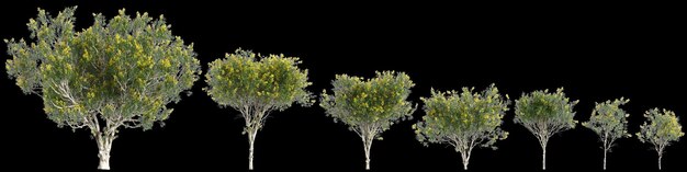 Foto ilustração 3d de um conjunto de árvores caesalpinia ferrea isoladas em fundo preto